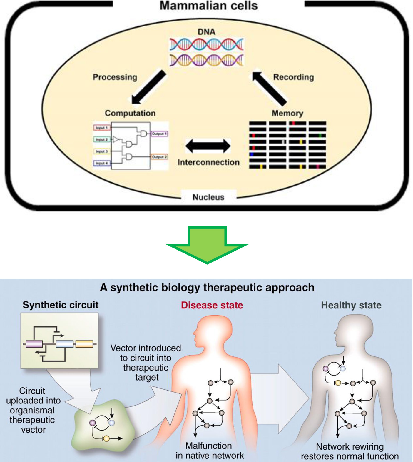 Synthetic Cardiology | Higashikuni Lab