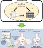 Synthetic Cardiology