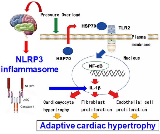 Homeostatic Inflammation in Cardiovascular Disease