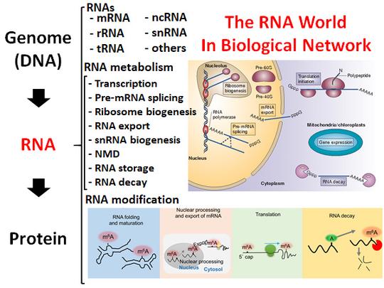 RNA Metabolism and Modification in Cardiovascular disease